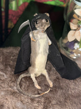 Load image into Gallery viewer, Rat Taxidermy