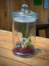 Load image into Gallery viewer, Oditty Terrarium