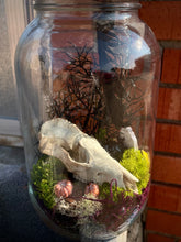 Load image into Gallery viewer, Oditty Terrarium