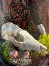 Load image into Gallery viewer, Oditty Terrarium