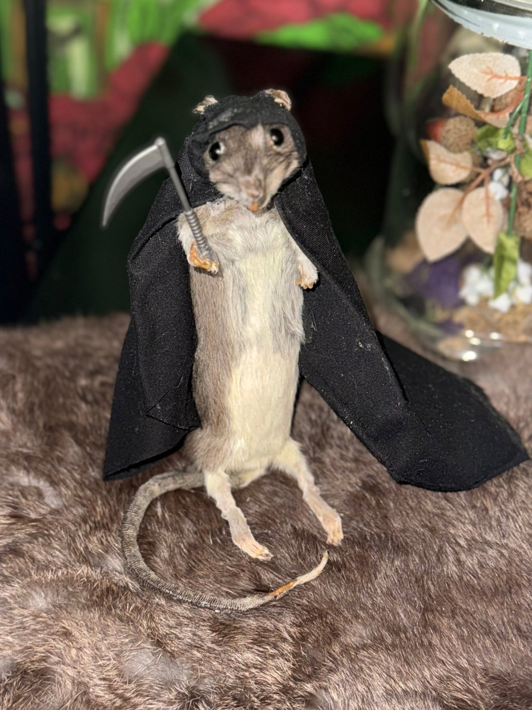 Rat Taxidermy